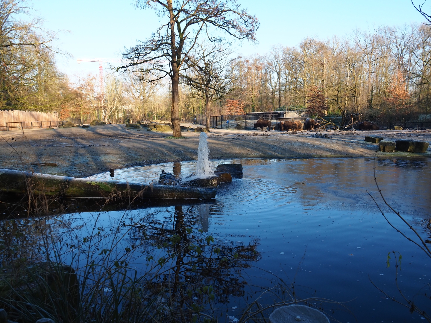 American plains bison - Rocky Mountain elk prairie (Jan 20th, 2019)