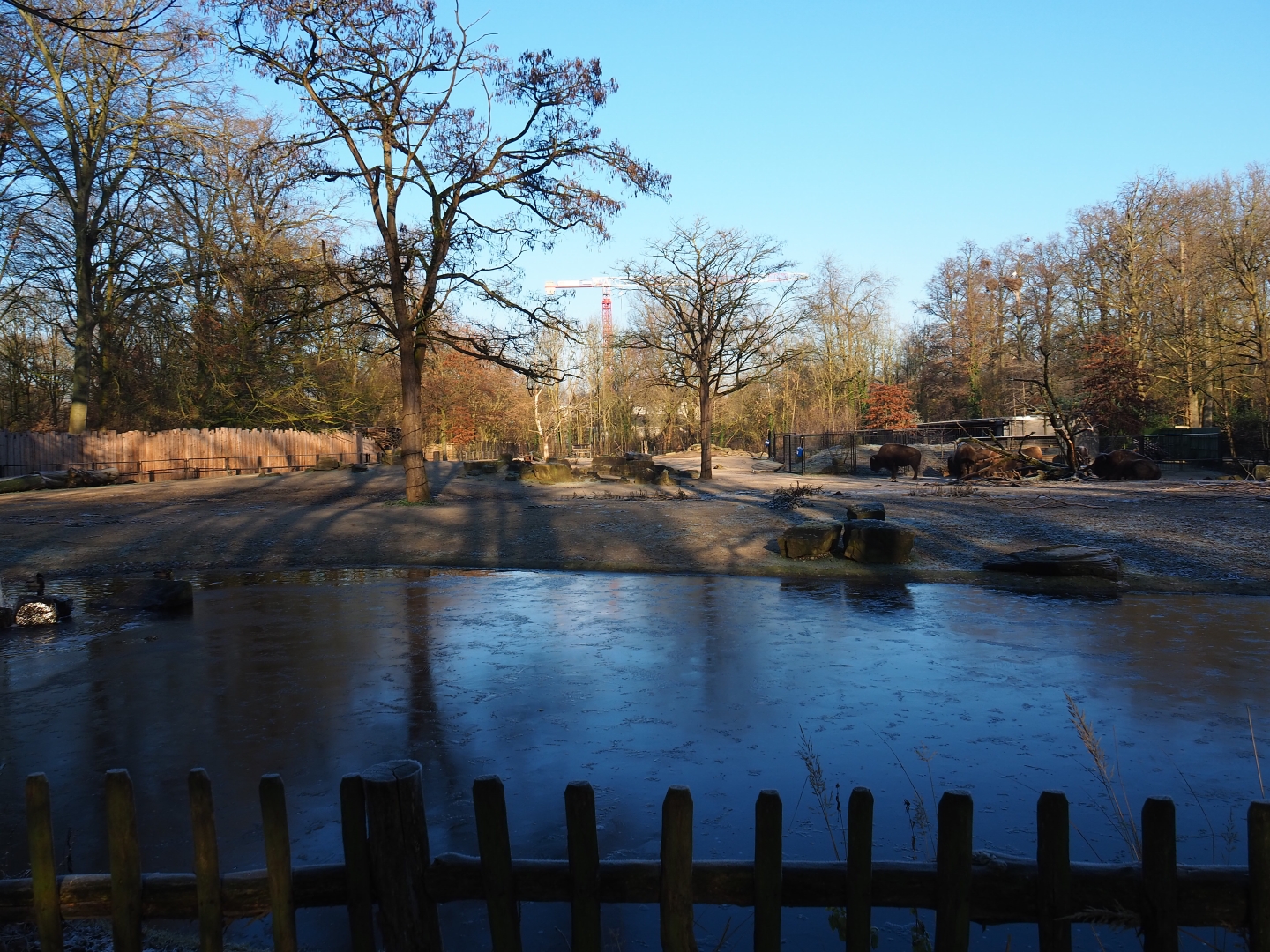 American plains bison - Rocky Mountain elk prairie (Jan 20th, 2019)