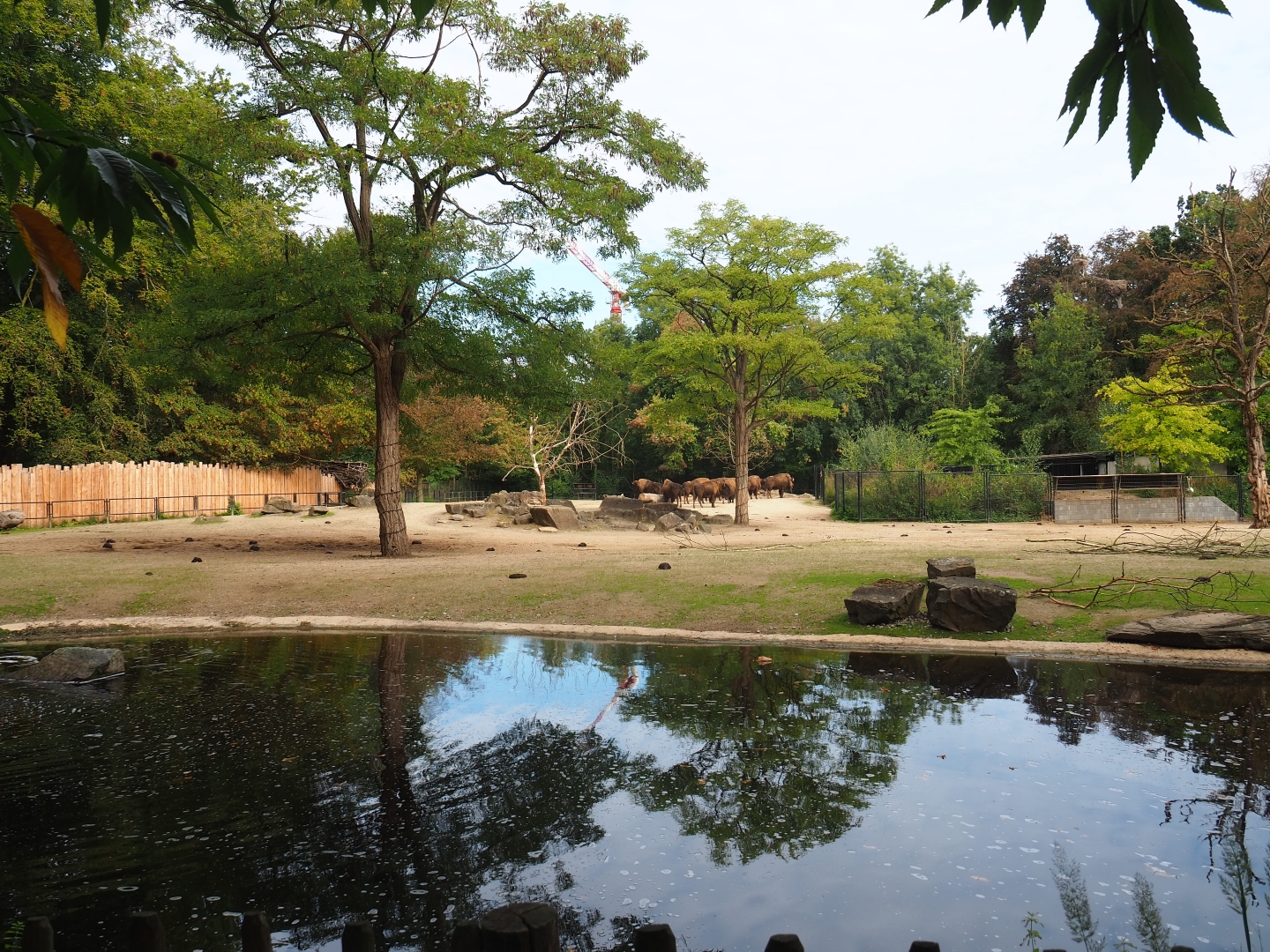 American plains bison/Rocky mountain elk prairie