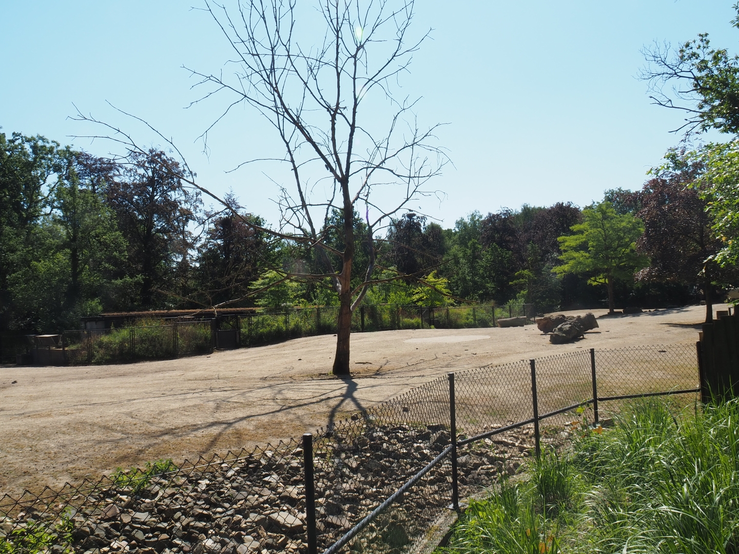 American plains bison/Rocky mountain elk prairie
