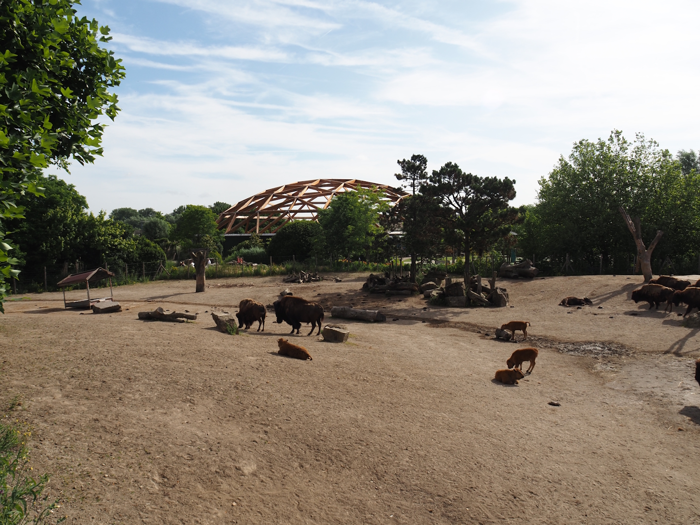 American Plains bison yard, 2024-06-30