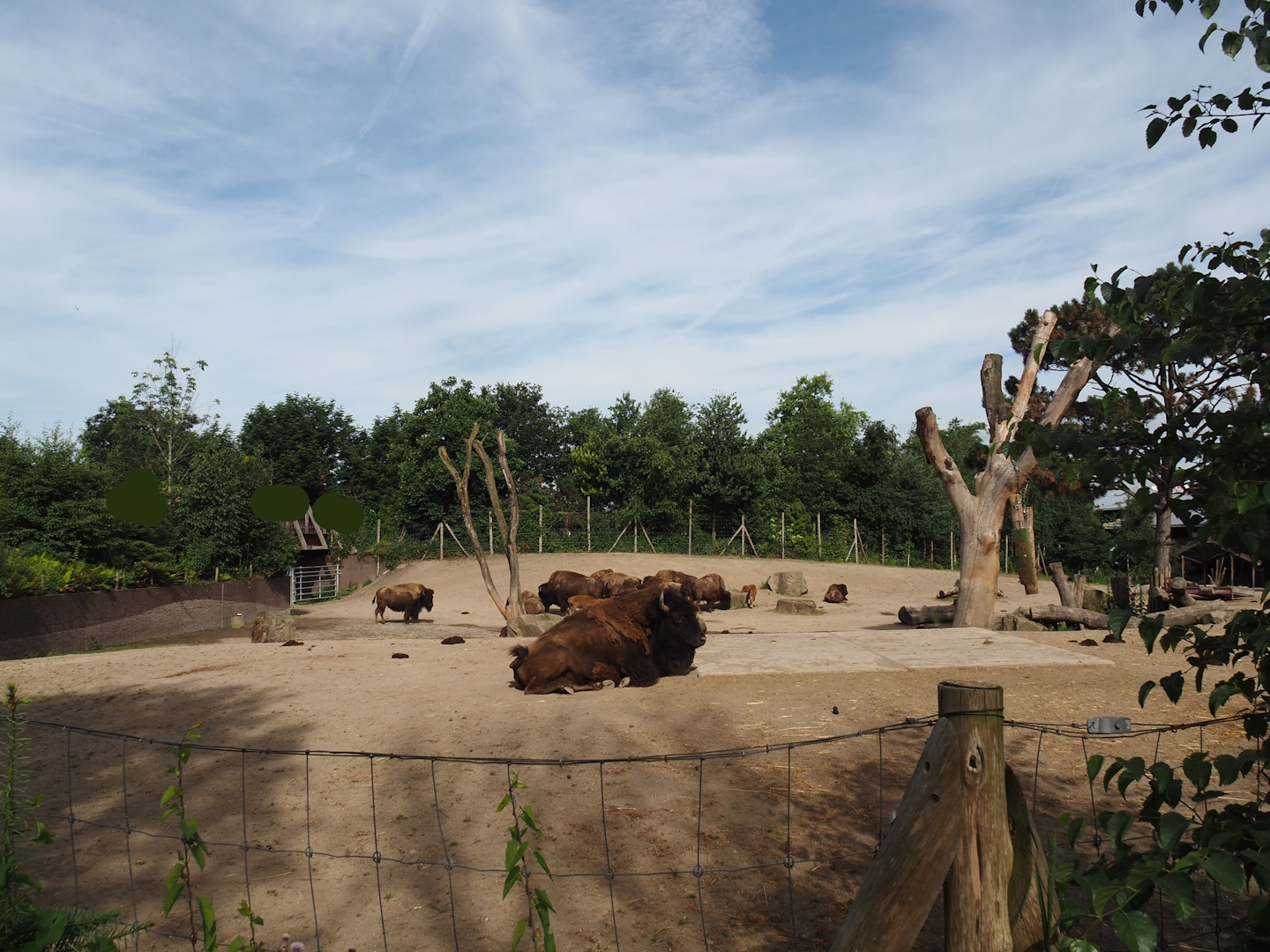 American Plains bison yard, 2024-06-30