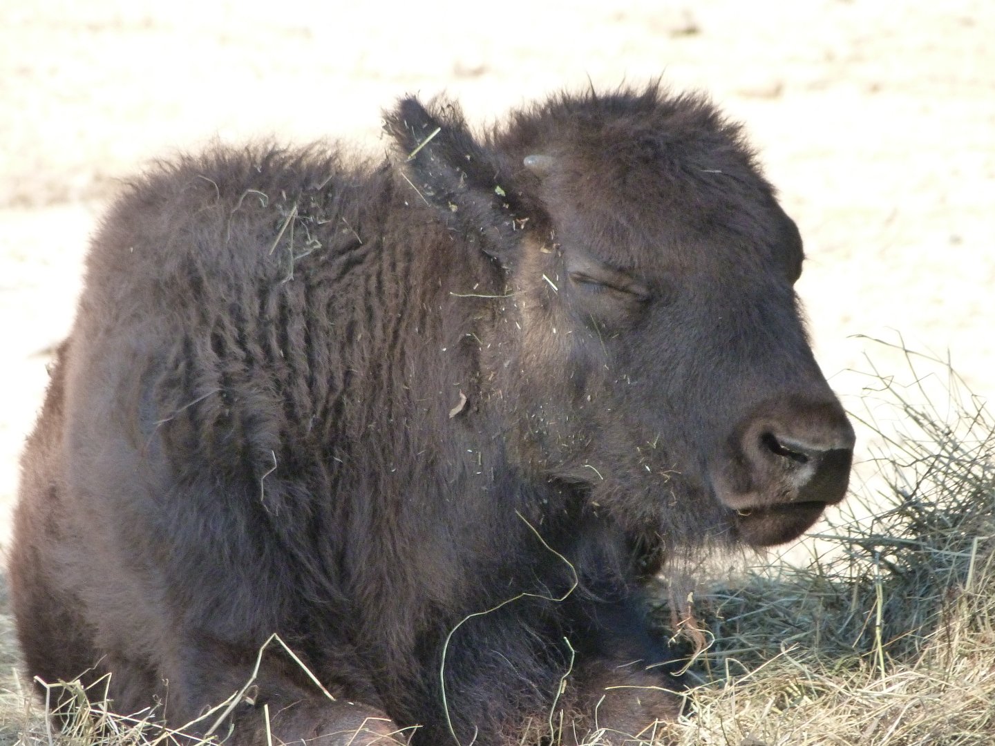 American plains bison -Zoo Praha (2025)