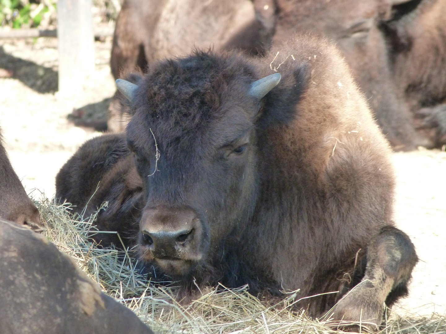American plains bison -Zoo Praha (2025)
