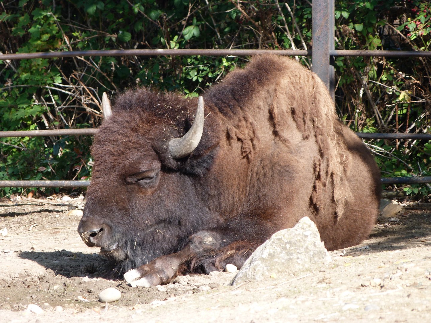 American plains bison -Zoo Praha (2025)