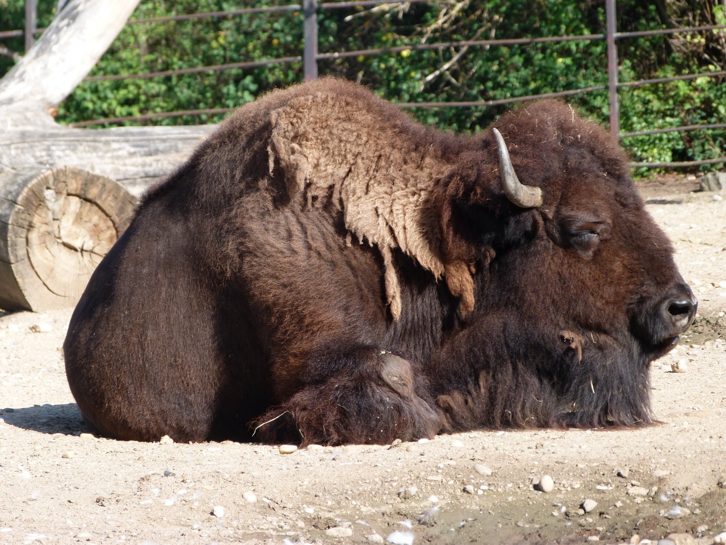 American plains bison -Zoo Praha (2025)