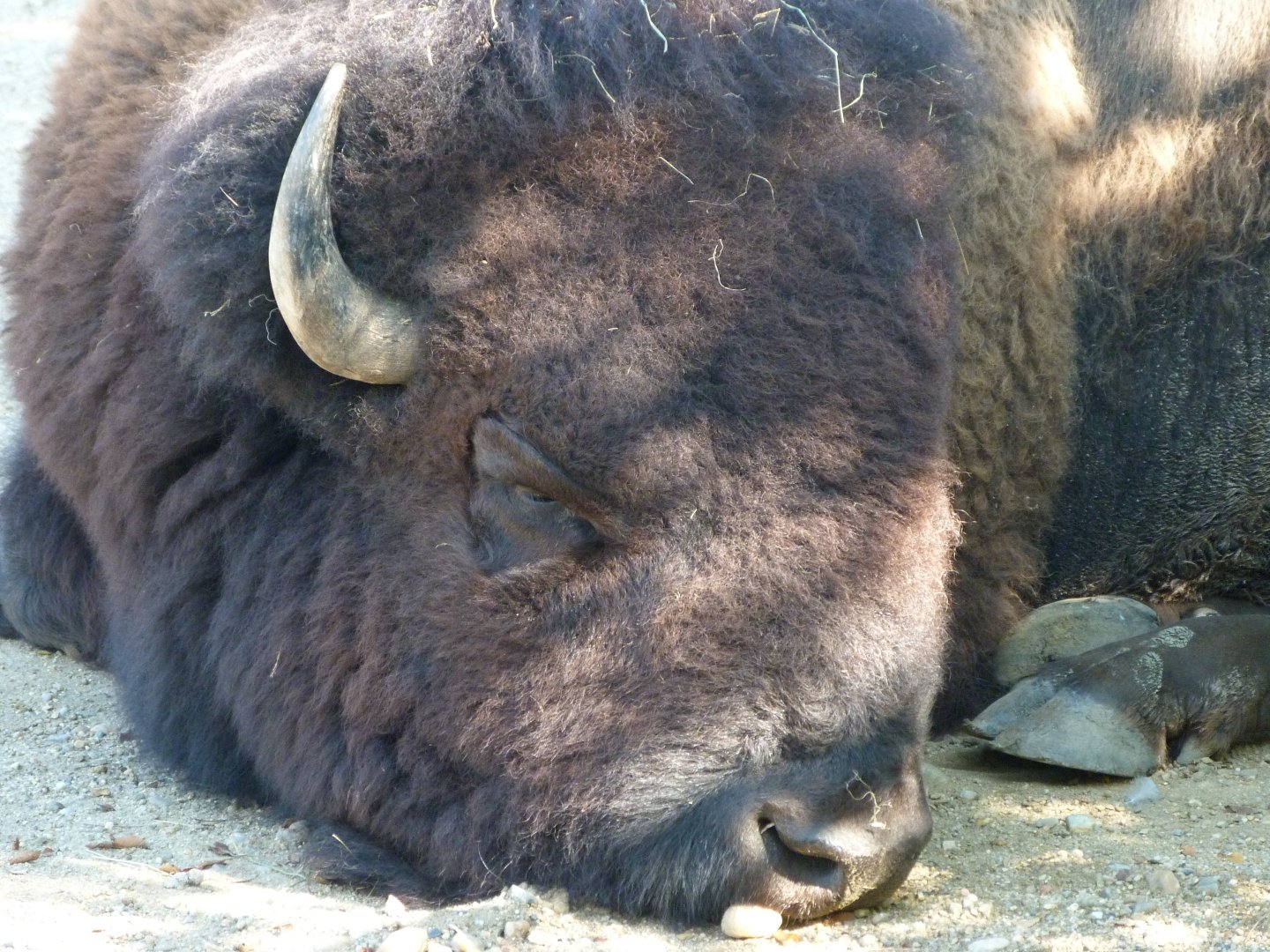 American plains bison -Zoo Praha (2025)