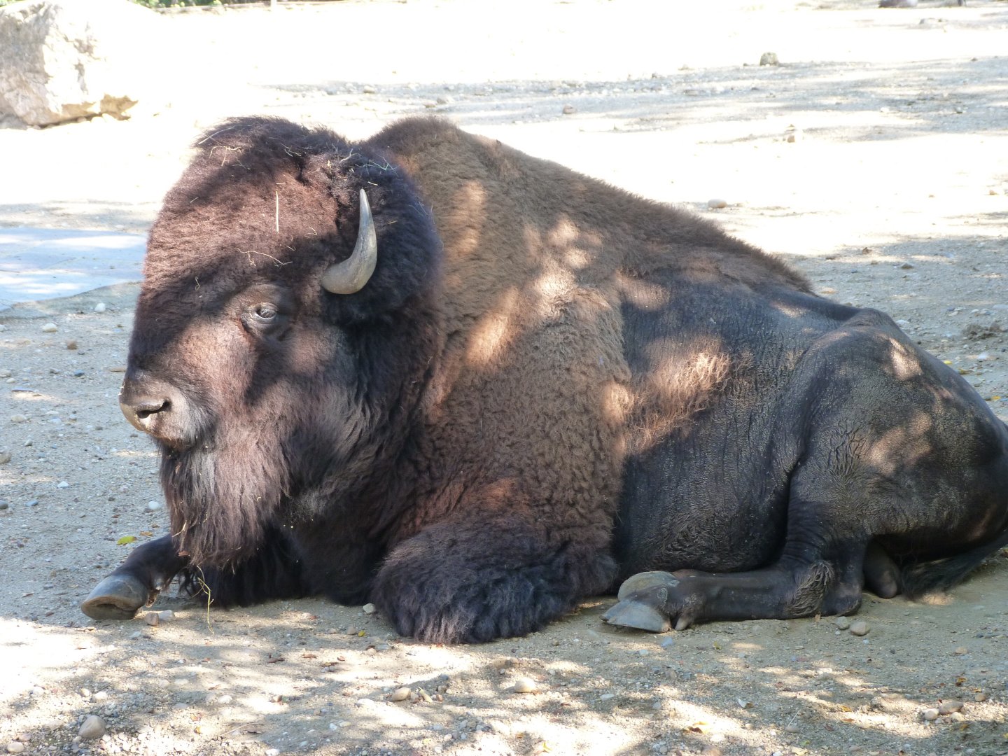 American plains bison -Zoo Praha (2025)