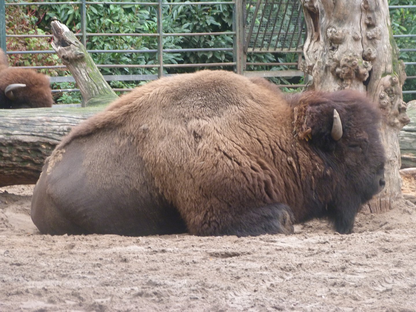 American plains bison -Zoologischer Garten Berlin (2024)