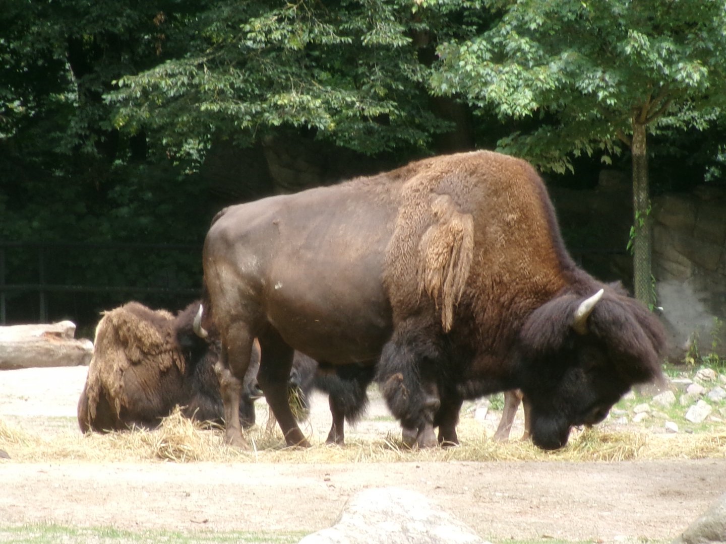 American plains bison