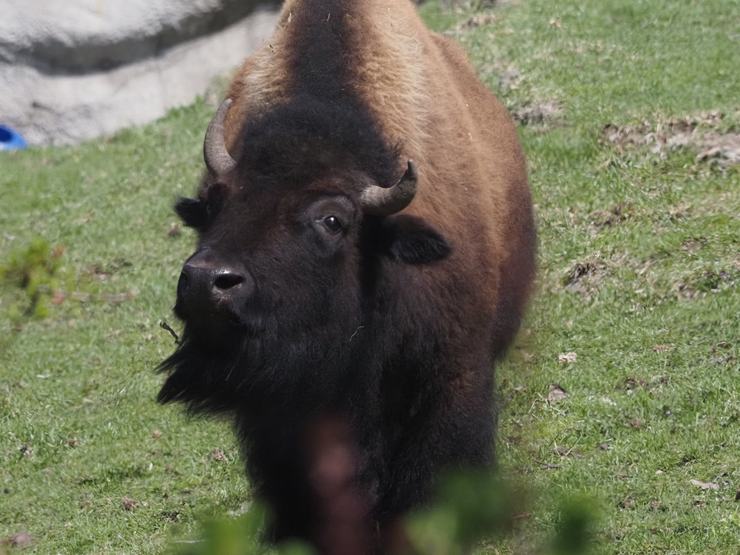 American Plains Bison