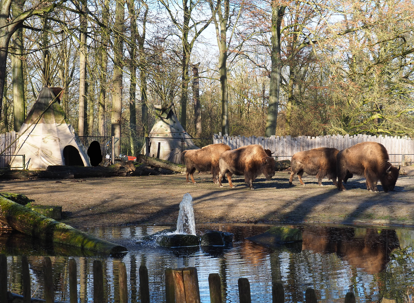 American Plains bisons and Native American village, 2022-02-12