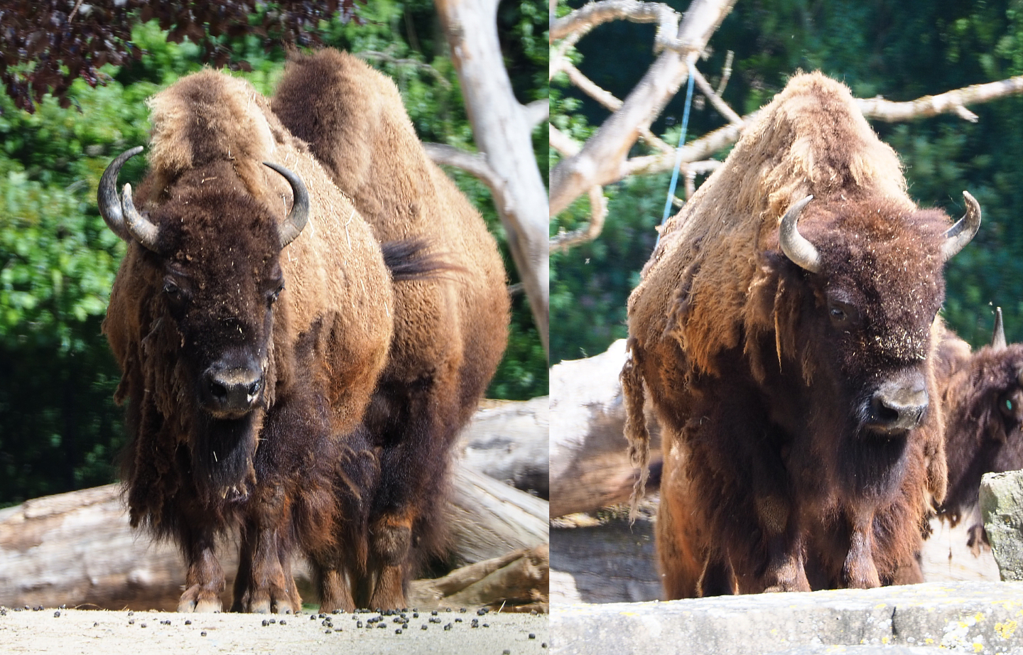 American Plains bisons (Bison bison bison), 2020-06-12