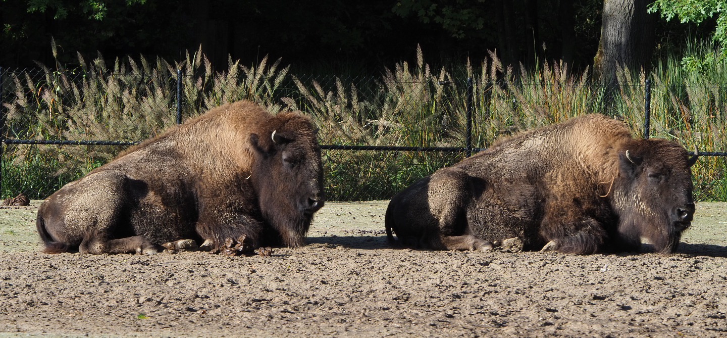 American Plains bisons (Bison bison bison), 2020-10-10