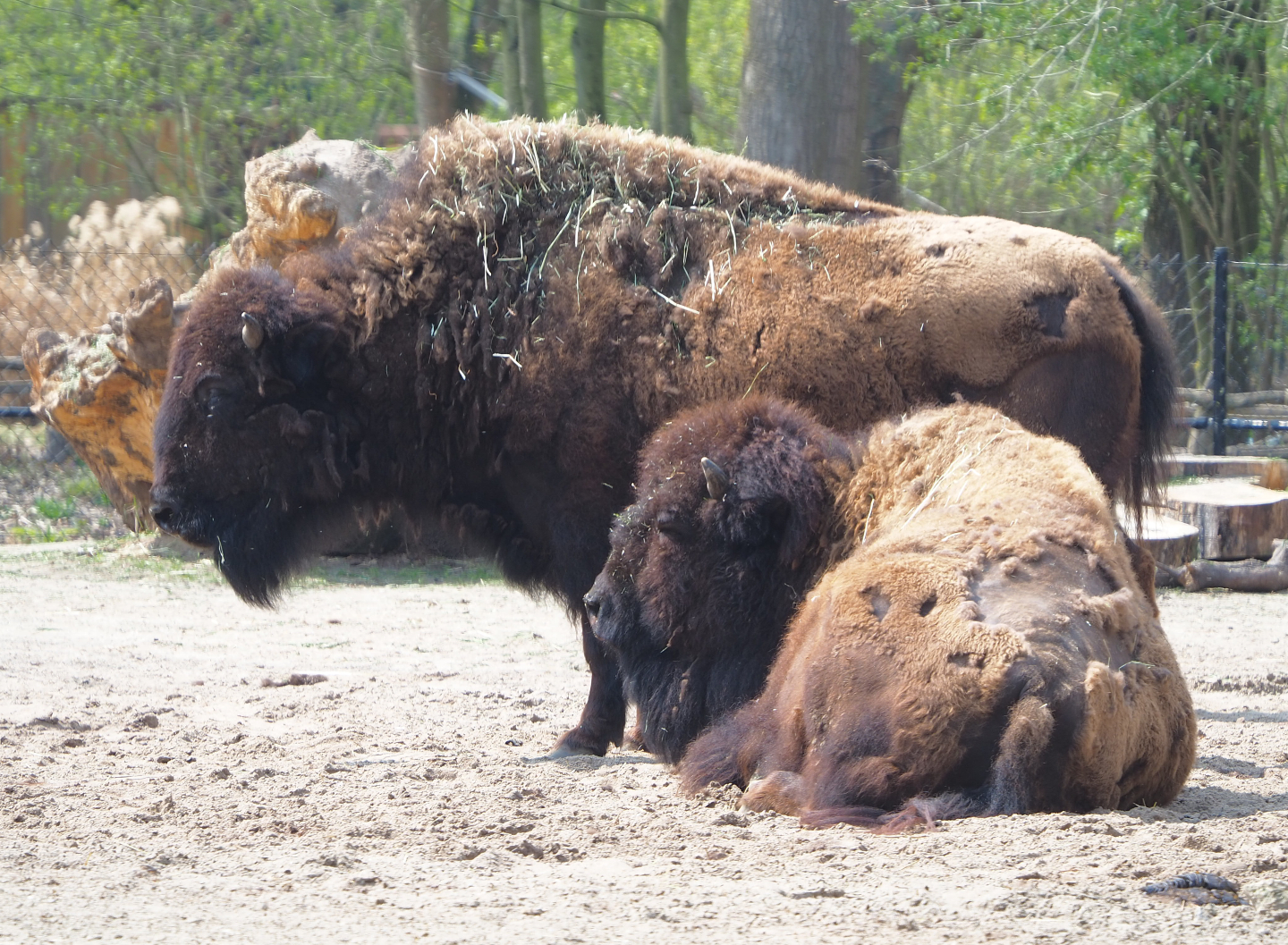 American Plains bisons (Bison bison bison), 2021-04-20