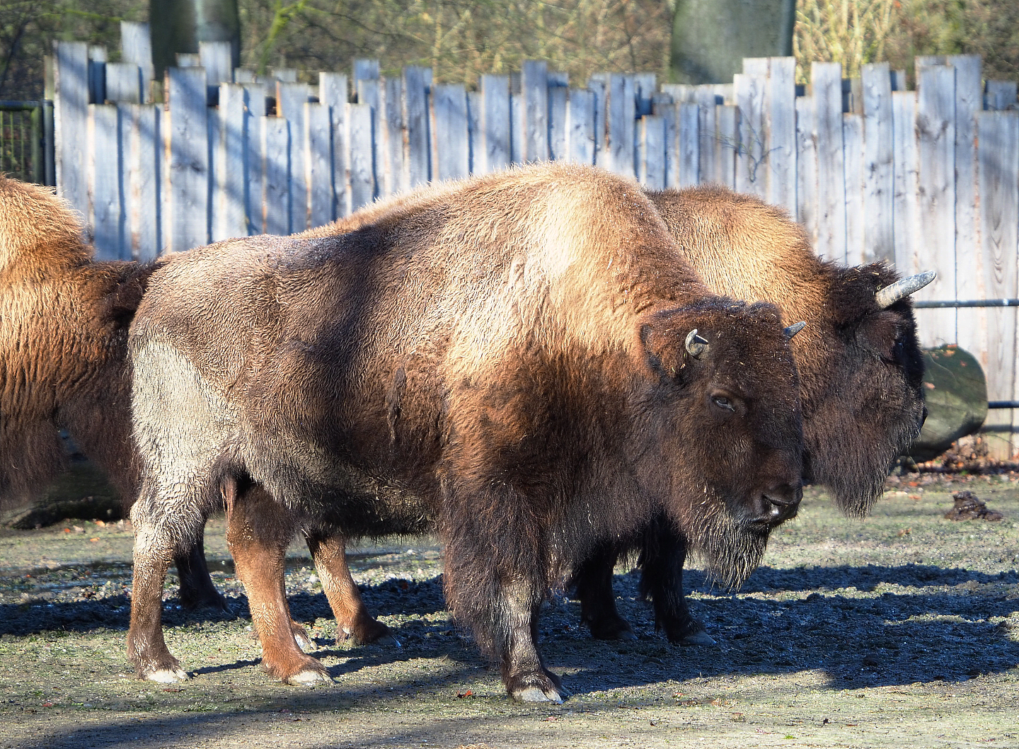 American Plains bisons (Bison bison bison), 2022-02-12