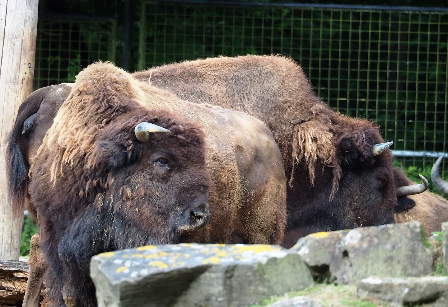 American Plains bisons (Bison bison bison), 2023-07-26