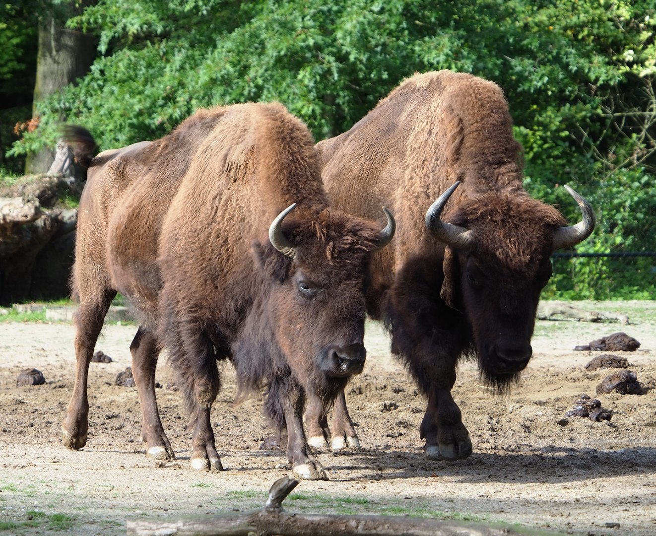 American Plains bisons (Bison bison bison), 2023-09-19
