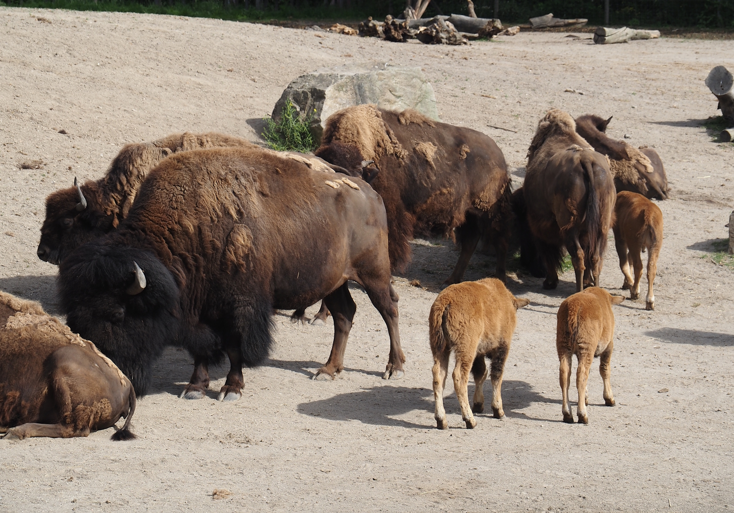 American Plains bisons (Bison bison bison), 2024-06-30