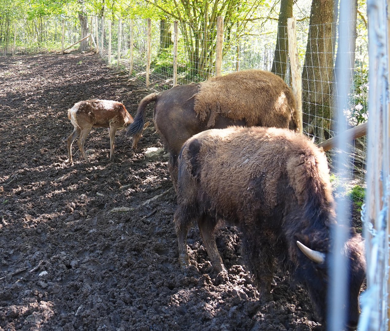 American Plains bisons (Bison bison bison)and Central European red deer (Cervus elaphus hippelaphus), 2021-05-29