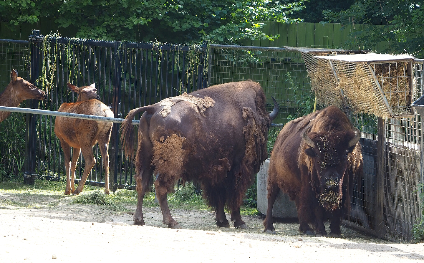 American Plains bisons (Bison bison bison) and Rocky Mountain wapitis (Cervus canadensis nelsoni), 2022-07-16