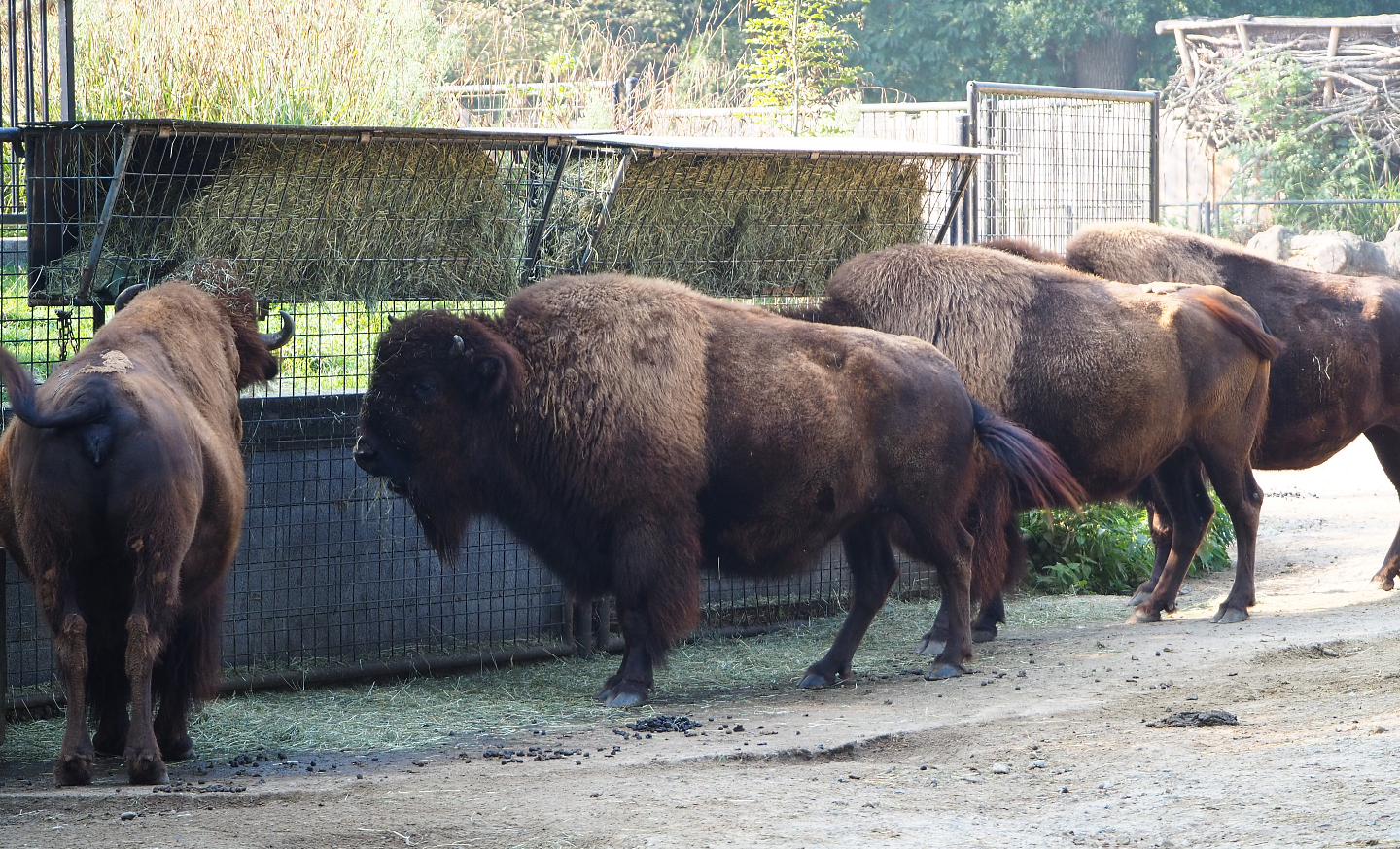 American Plains bisons (Bison bison bison) at feeding rack, 2020-09-16