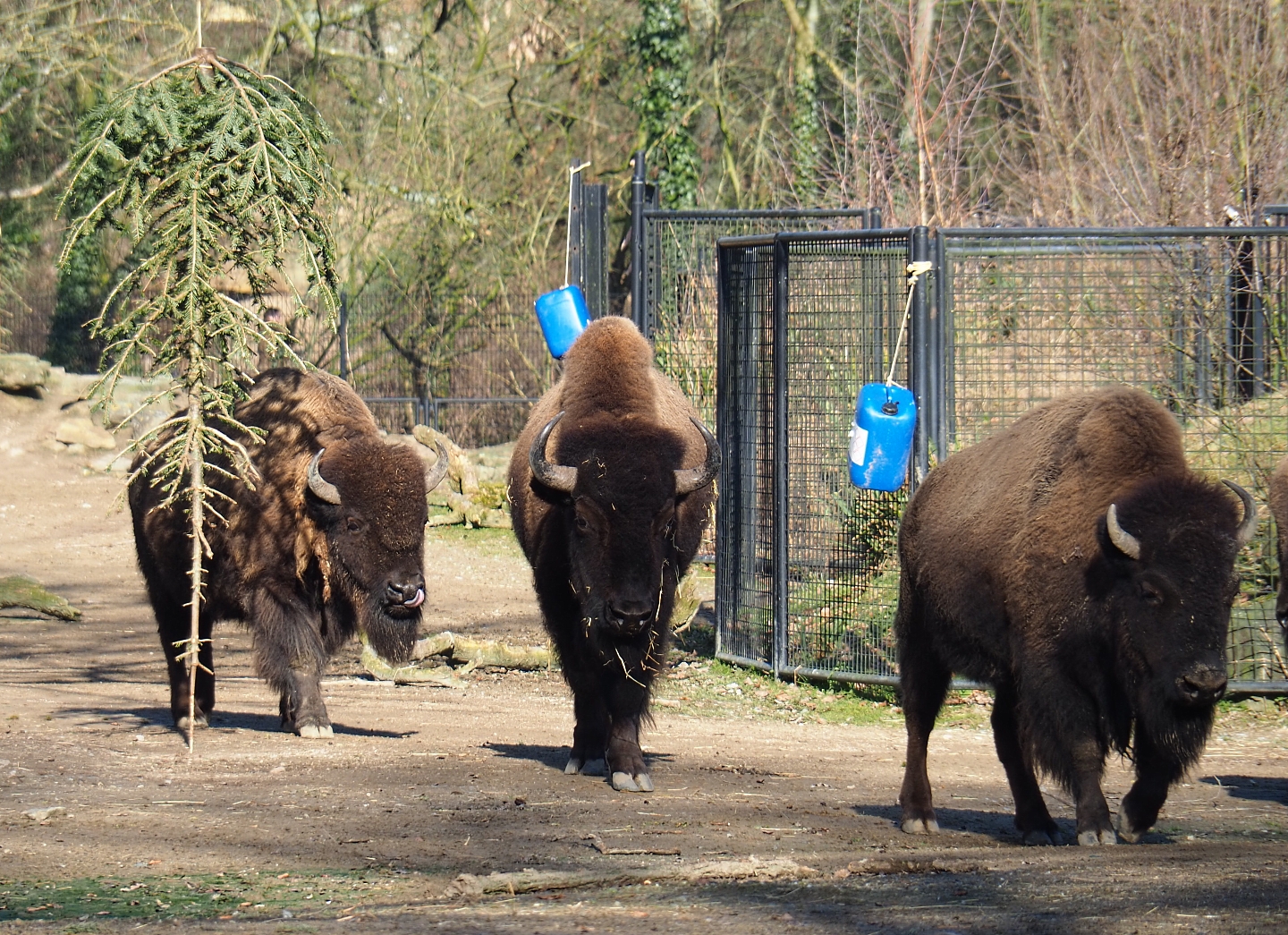 American plains bisons (Bison bison bison), Feb 16th, 2019
