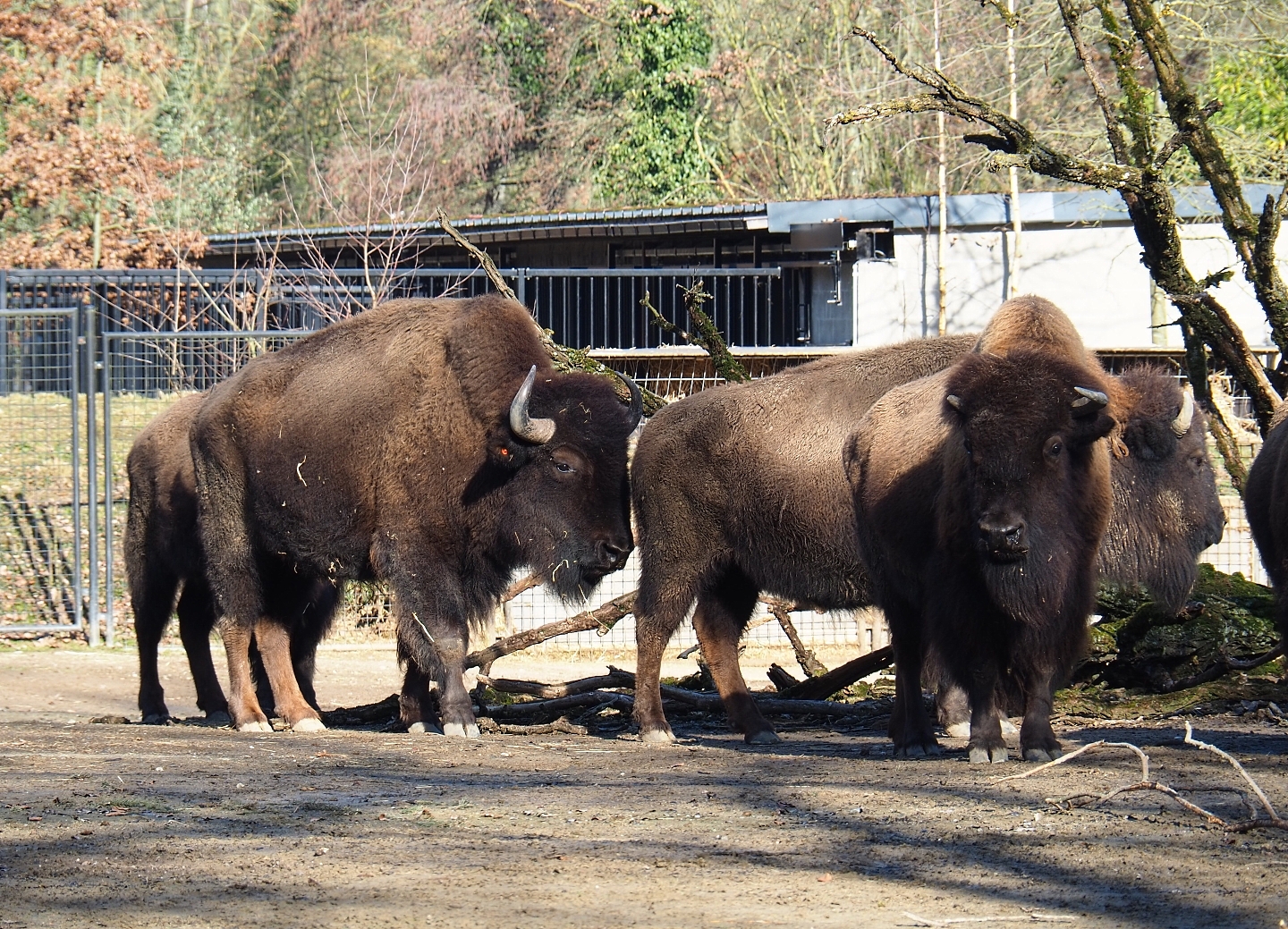 American plains bisons (Bison bison bison), Feb 16th, 2019