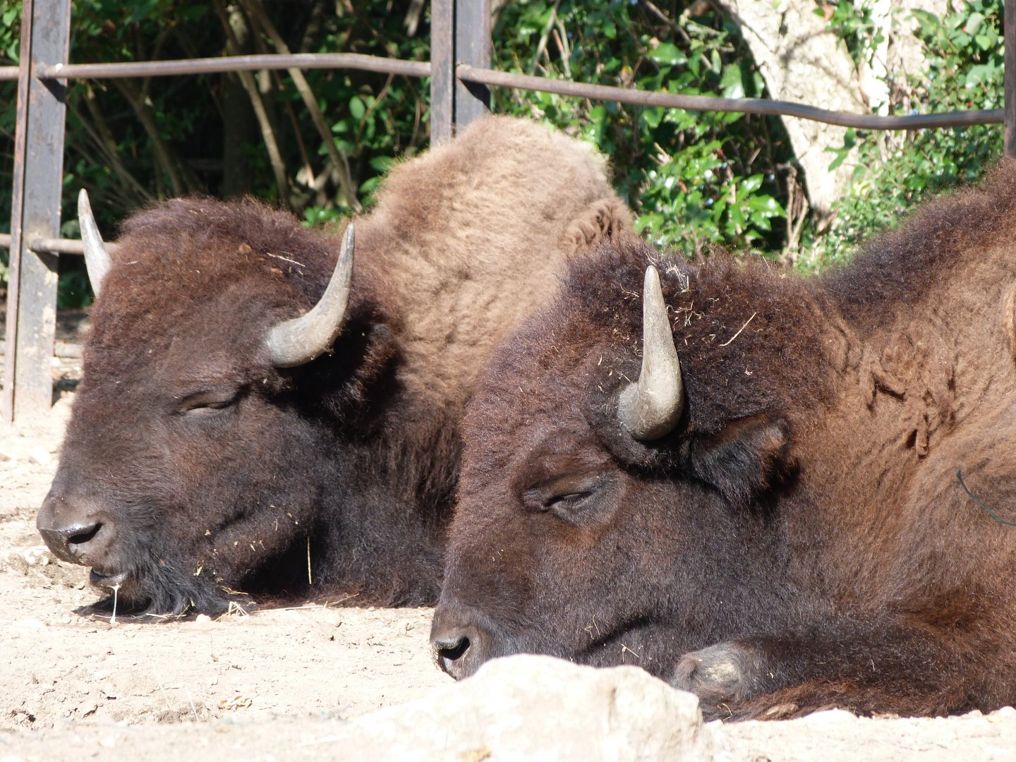 American plains bisons -Zoo Praha (2025)