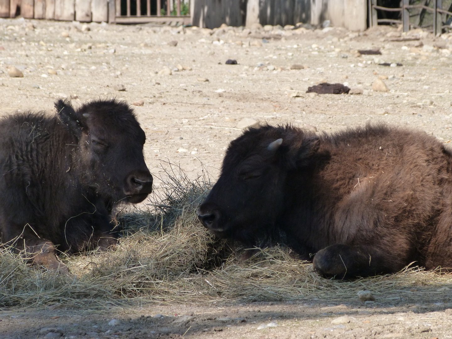American plains bisons -Zoo Praha (2025)