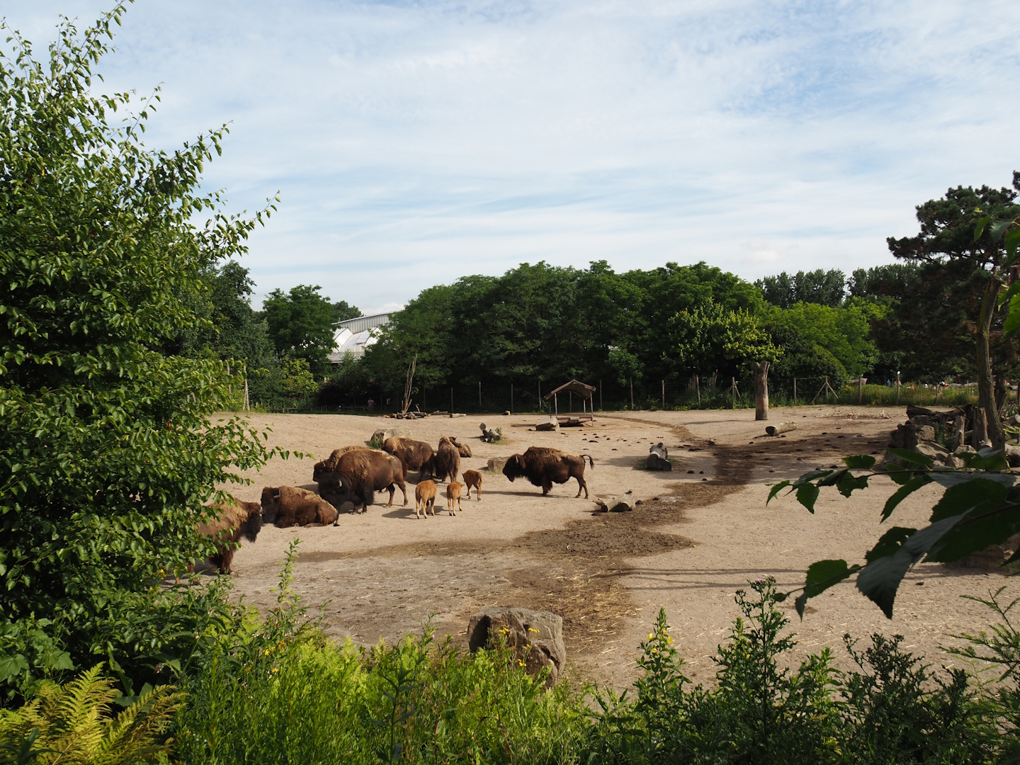 American Plains yard, 2024-06-30