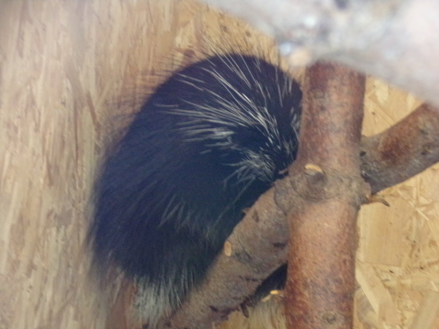 American porcupine 14.10.23