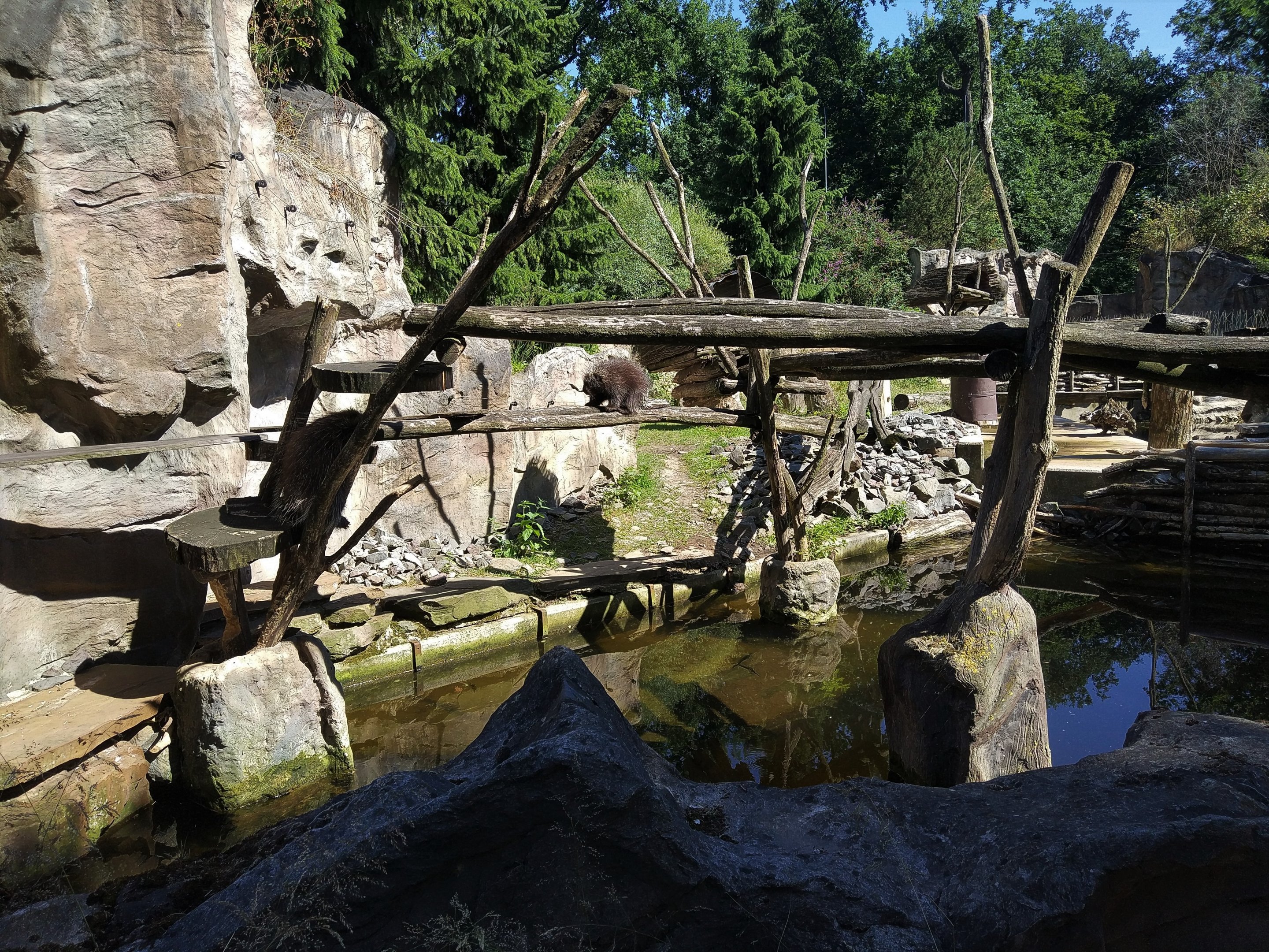 American Porcupine, American River Otter and Beaver