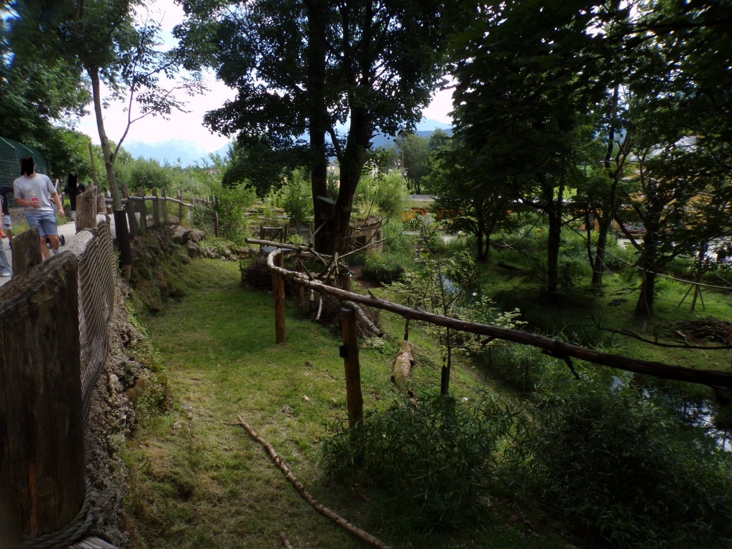 American porcupine and Reeve’s muntjac enclosure 13.7.25