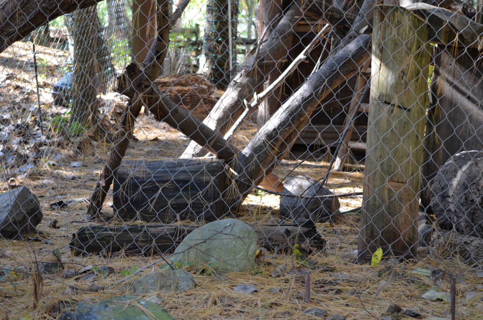 American Porcupine Exhibit