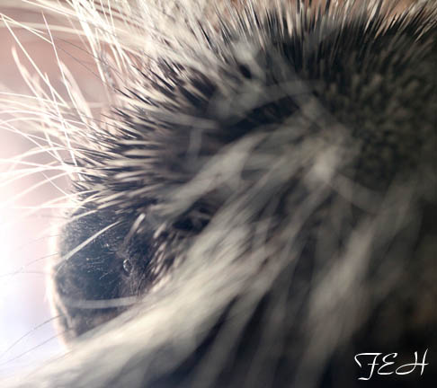 American porcupine portrait