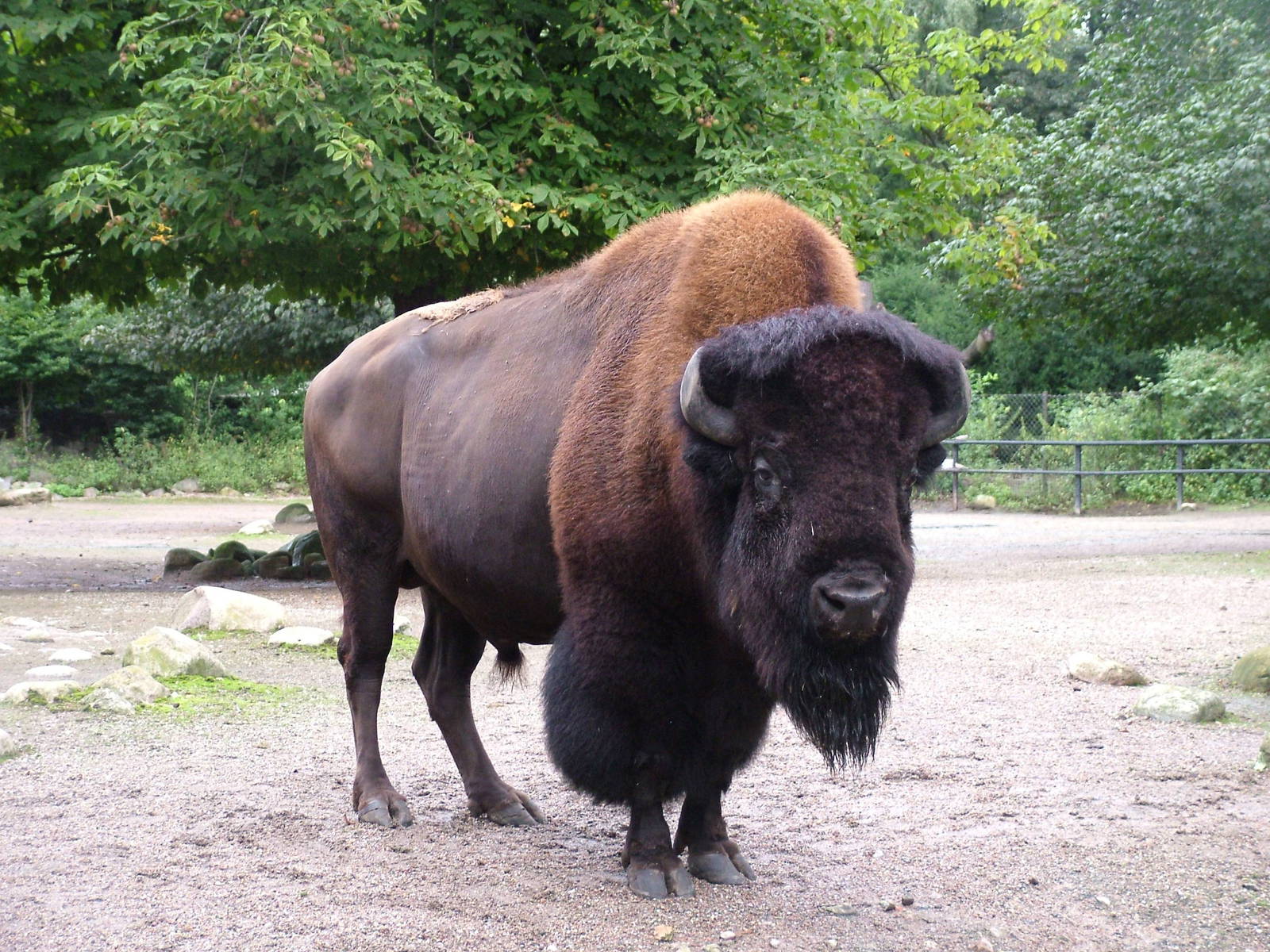 American Prairie Bison bull (Bison bison bison) at Hagenbecks, Hamburg