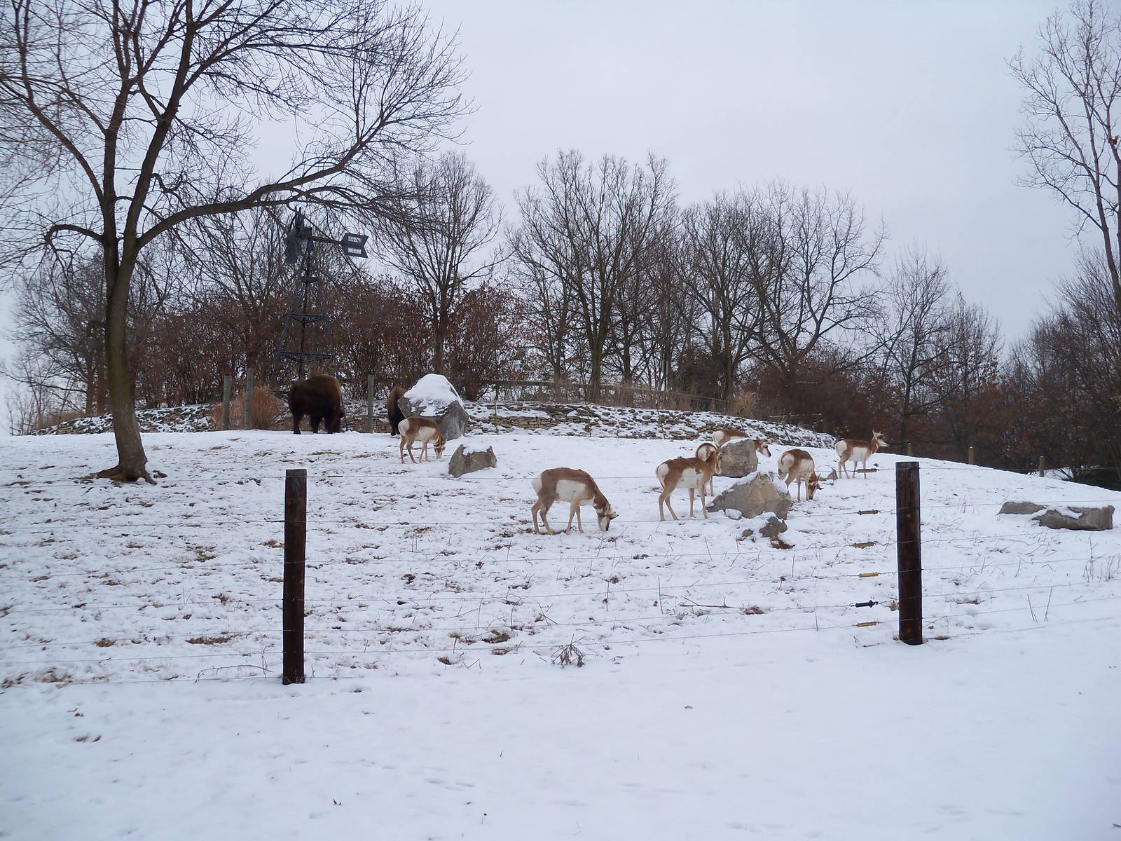 American Prairie Exhibit