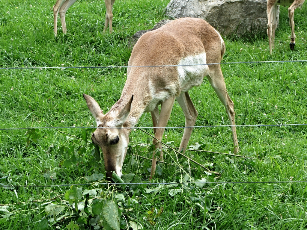 American Pronghorn