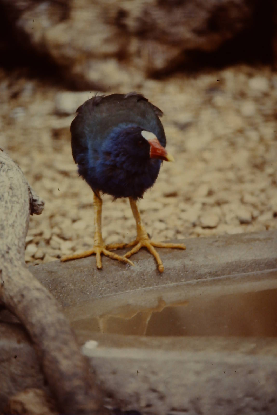 American Purple Gallinule Bristol Zoo 1st October 1986