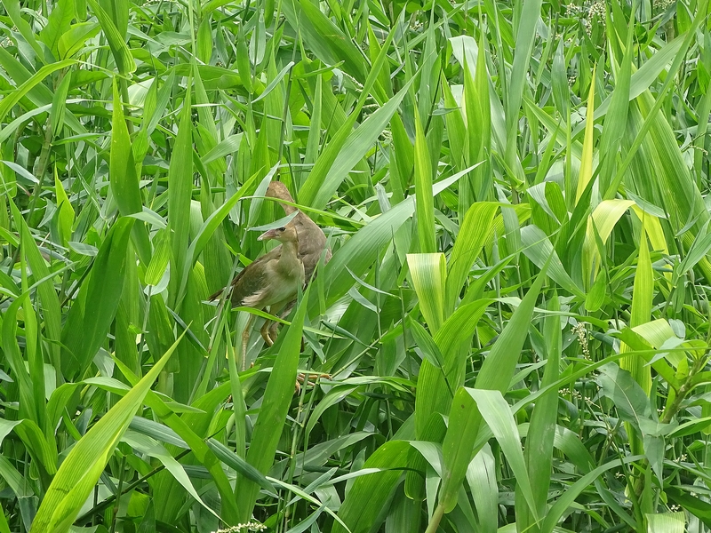 American purple gallinule chicks