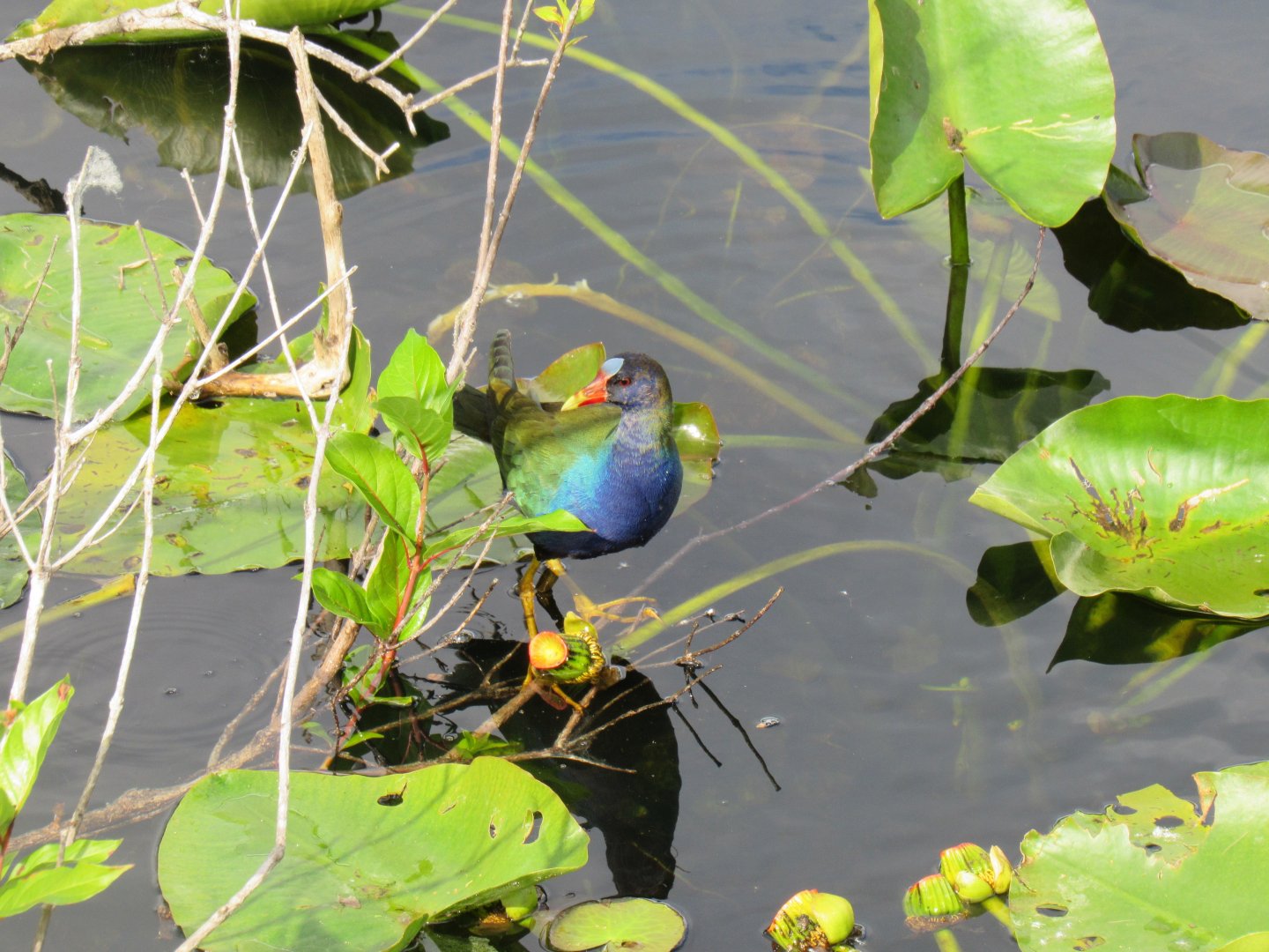 American Purple Gallinule- Everglades National Park