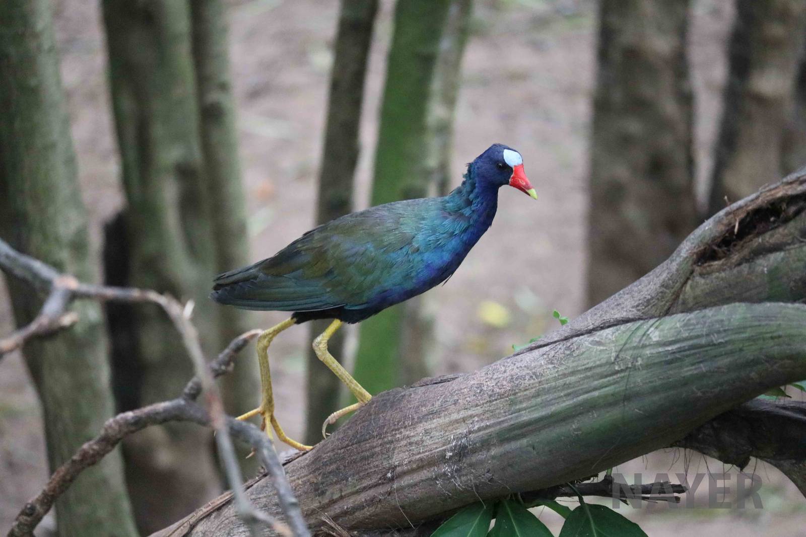 American purple gallinule, March 2016