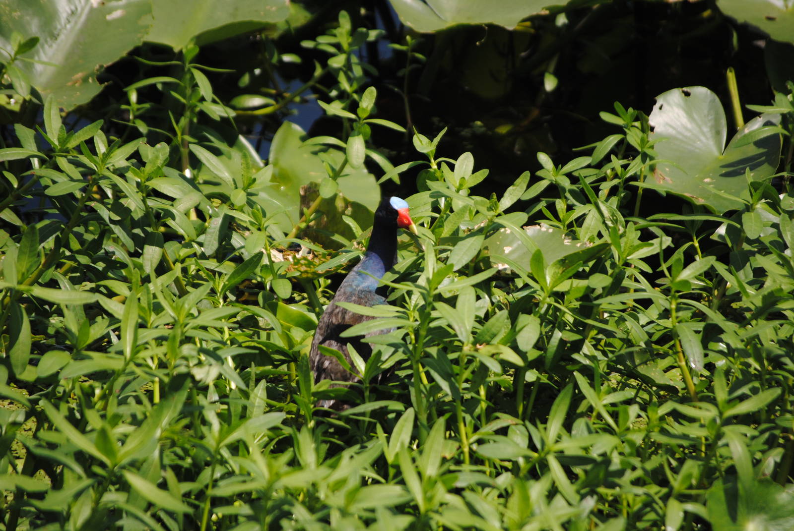American Purple Gallinule