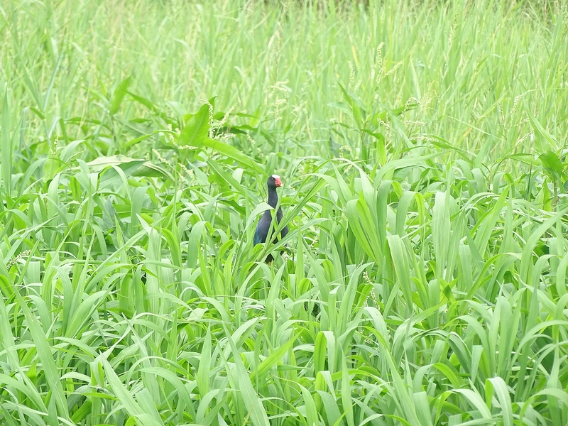 American purple gallinule