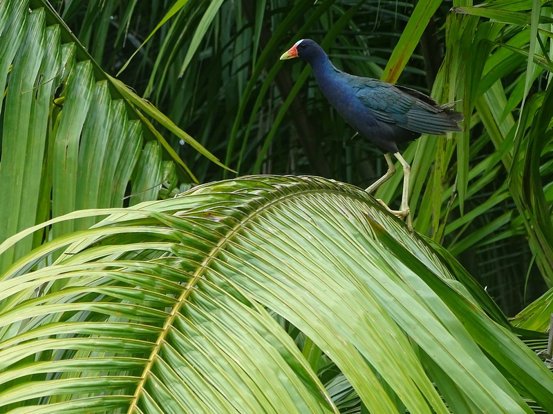 American purple gallinule
