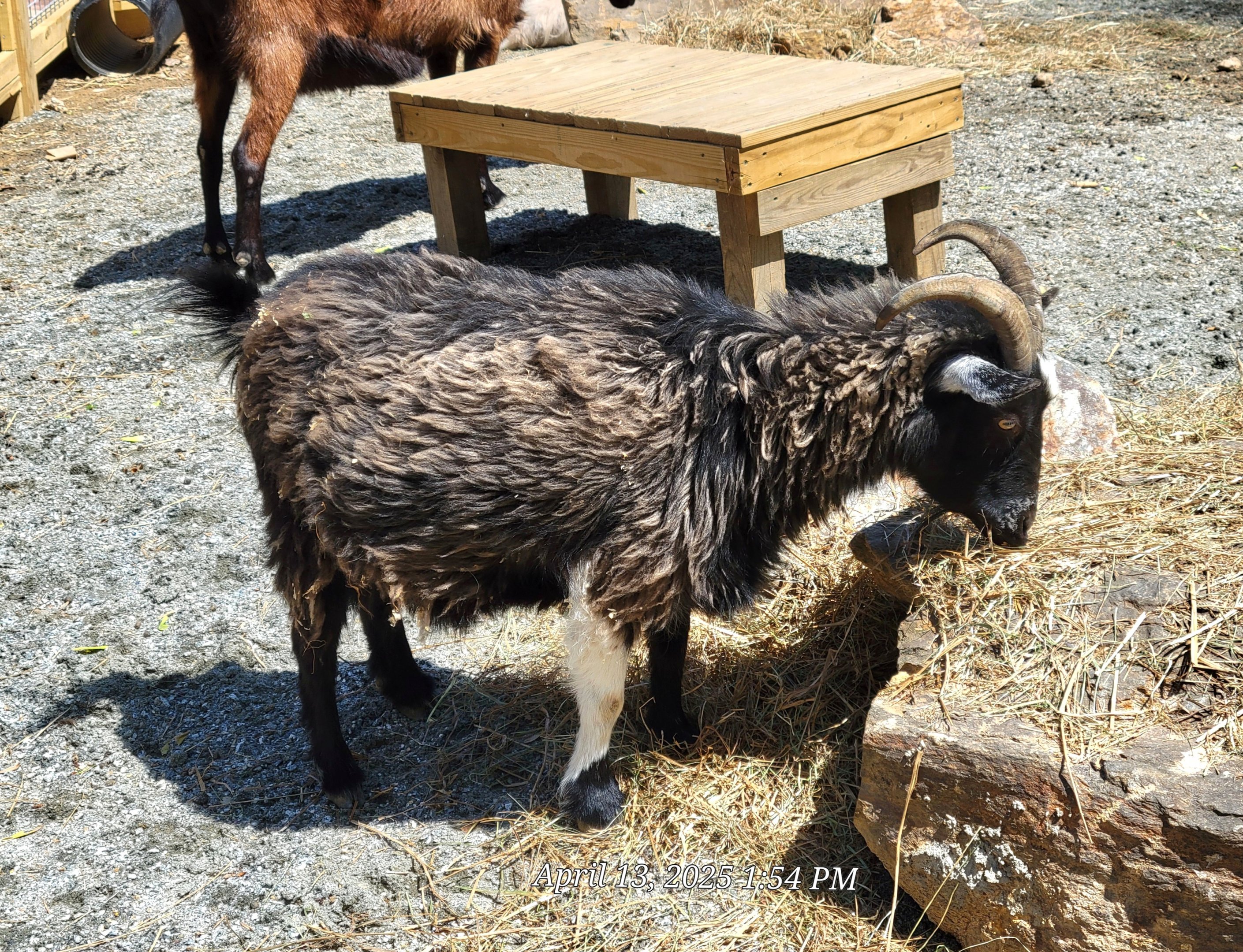 American Pygmy Goat  -April 2025
