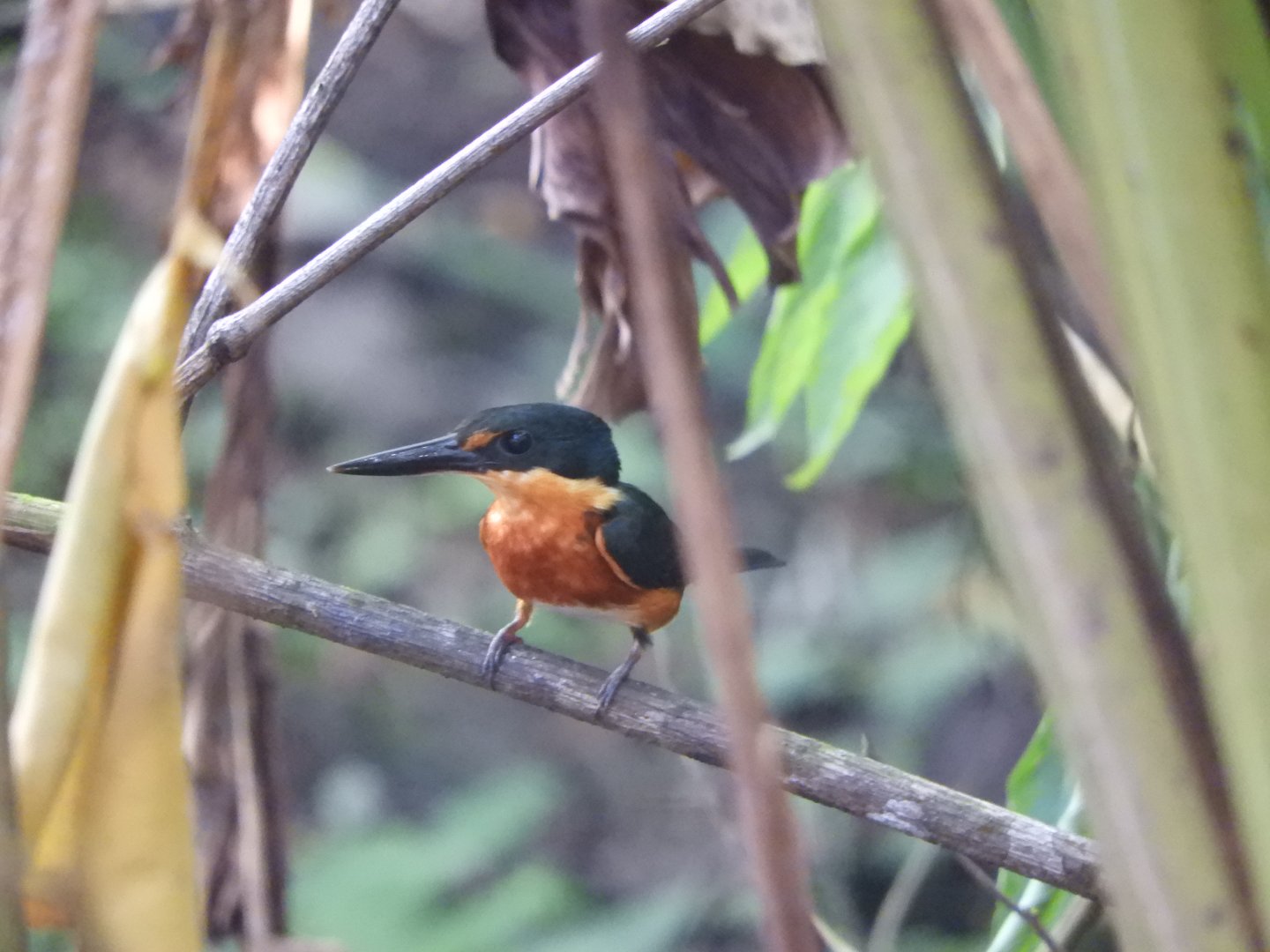 American Pygmy Kingfisher (Chloroceryle aenea)
