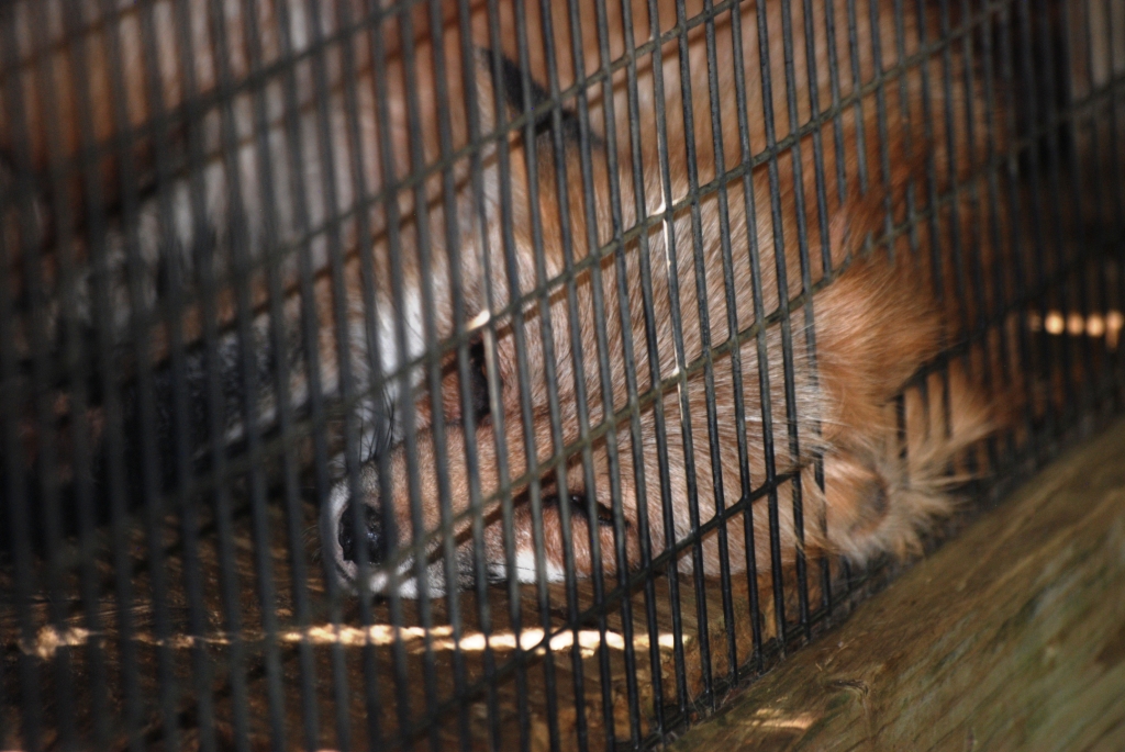 American Red Fox at Busch Wildlife Sanctuary, 14/10/13