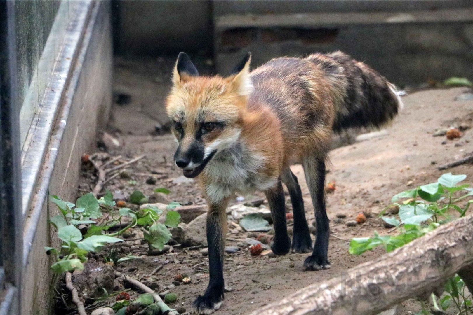 American red fox (?), July 2016